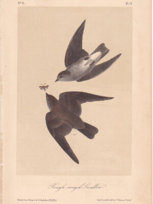 L051 Rough-winged Swallow