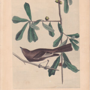 L060 Rocky Mountain Flycatcher