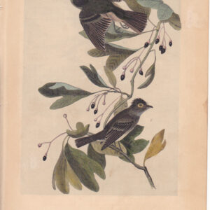 L062 Small Green-crested Flycatcher