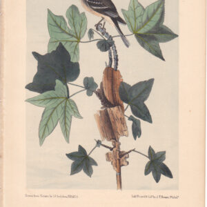 L065 Traills Flycatcher