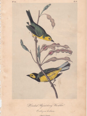 L071 Hooded Flycatching Warbler