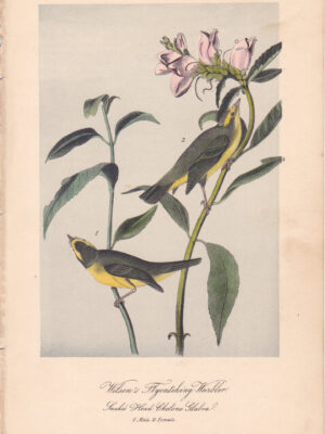 L075 Wilson’s Flycatching Warbler