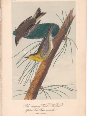 L082 Pine-creeping Wood Warbler