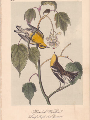 L083 Hemlock Warbler