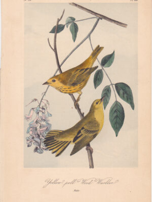 L088 Yellow-poll Wood Warbler