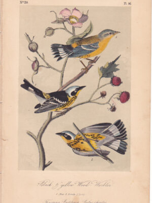 L096 Black & Yellow Wood-Warbler