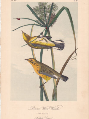 L097 Prairie Wood-Warbler