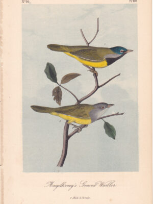 L100 MacGillivray’s Ground Warbler