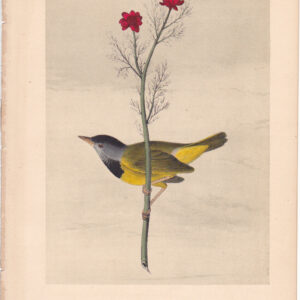L101 Mourning Ground Warbler