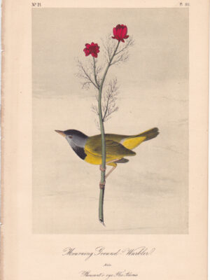 L101 Mourning Ground Warbler