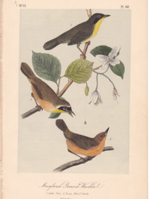 L102 Maryland Ground-Warbler