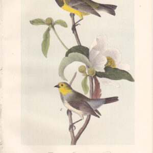 L108 Bachman's Swamp-Warbler