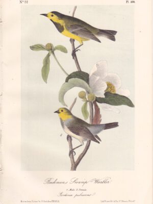 L108 Bachman’s Swamp-Warbler