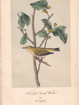 L110 Tennessee Swamp Warbler