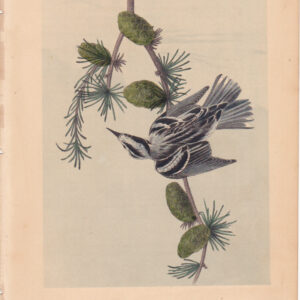 L114 Black-and-White Creeping Warbler