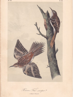 L115 Brown Tree Creeper