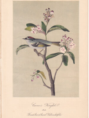 L131 Cuvier’s Kinglet