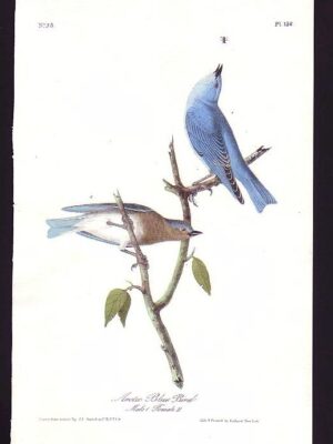 L136 Arctic Blue Bird