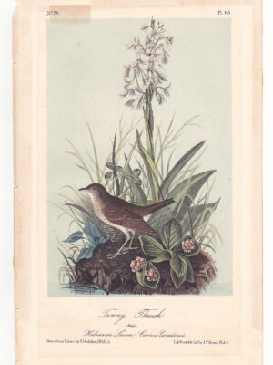 L145 Tawny Thrush