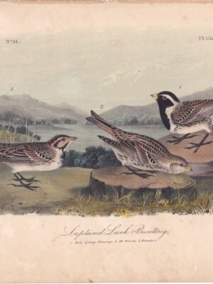 L152 Lapland Lark Bunting