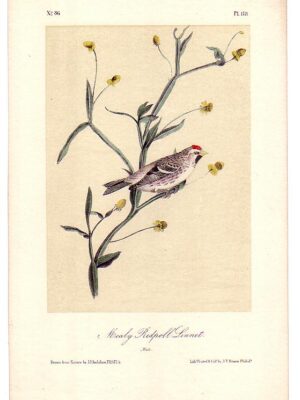 L178 Mealy Redpoll Linnet