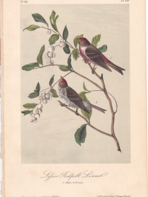 L179 Lesser Redpoll Linnet