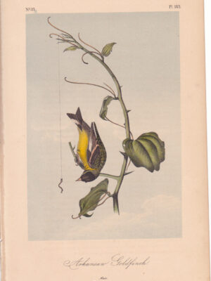 L183 Arkansaw Goldfinch