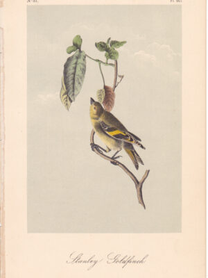 L185 Stanley Goldfinch