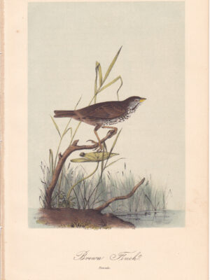 L187 Brown Finch