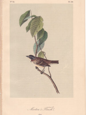 L190 Morton’s Finch