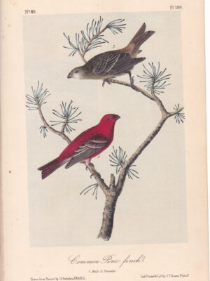 L199 Common Pine Finch