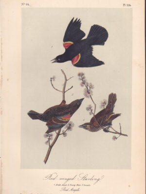 L216 Red-winged Starling