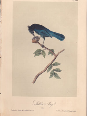 L230 Stellers Jay