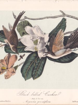 L276 Black-billed Cuckoo