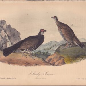 L295 Dusky Grouse