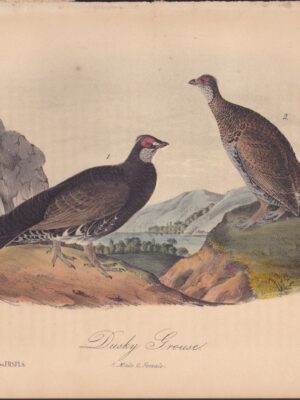 L295 Dusky Grouse