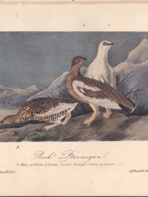 L301 Rock Ptarmigan