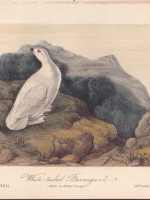 L302 White-tailed Ptarmigan