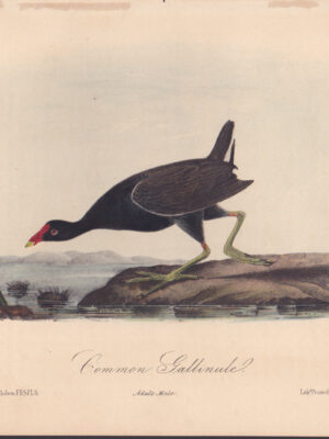 L304 Common Gallinule