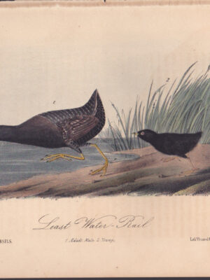 L308 Least Water-Rail