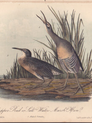 L310 Clapper Rail