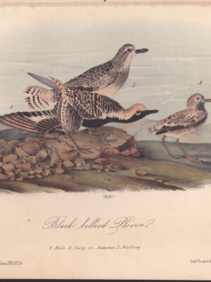 L315 Black-bellied Plover