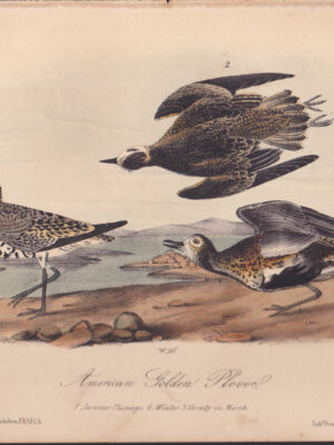 L316 American Golden Plover