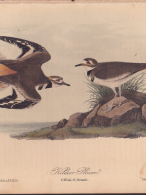 L317 Kildeer Plover