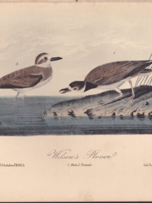 L319 Wilson’s Plover