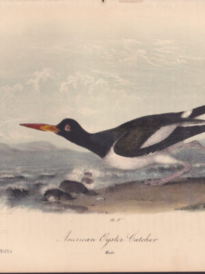 L324 American Oyster Catcher