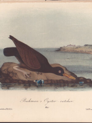 L325 Bachman’s Oyster Catcher