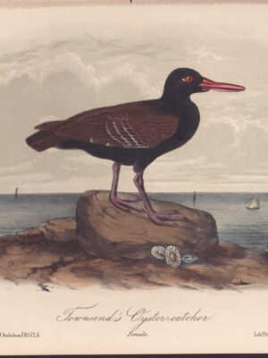 L326 Townsend’s Oyster-catcher