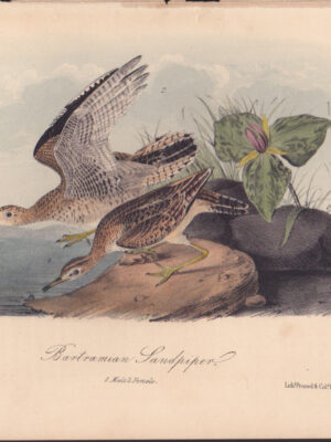 L327 Bartramian Sandpiper