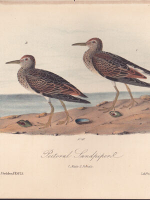 L329 Pectoral Sandpiper